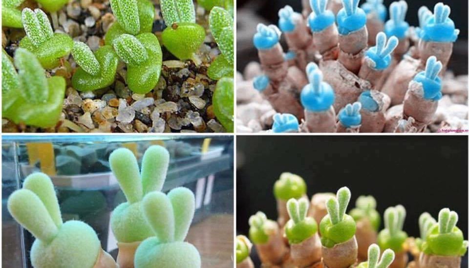 cách trồng và chăm sóc hoa cây tai thỏ 1 cách trồng và chăm sóc hoa cây tai thỏ