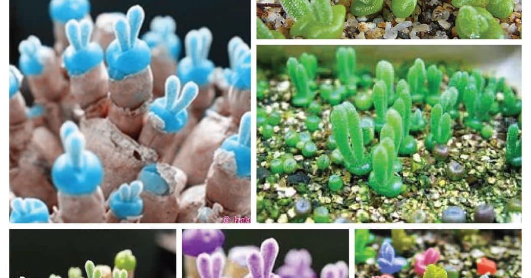 cách trồng và chăm sóc hoa cây tai thỏ 5 cây tai thỏ nhiều màu sắc
