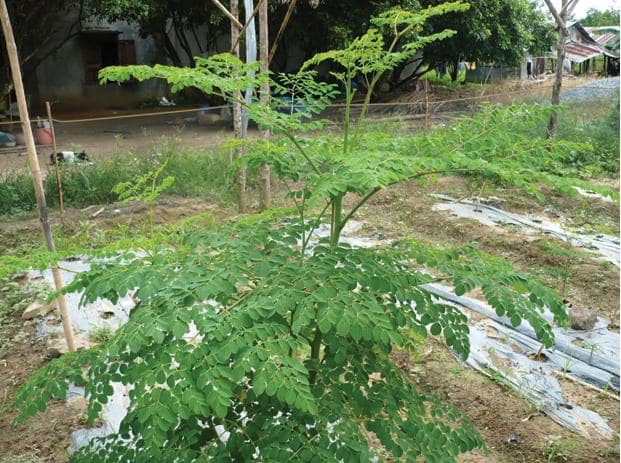 cây chùm ngây là gì? tác dụng chữa nhiều bệnh của cây 1 cách trồng và chăm sóc cây chùm ngây