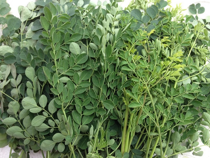 cây chùm ngây là gì? tác dụng chữa nhiều bệnh của cây 4 cây chùm ngây giá trị dinh dưỡng