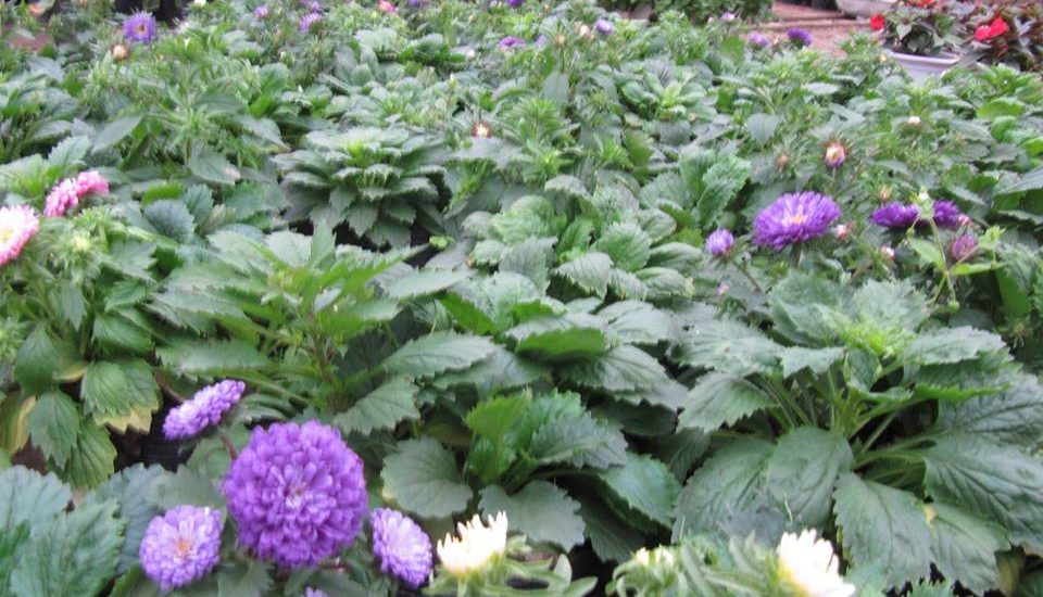 cách trồng và chăm sóc Cúc magic đỏ trắng 5 những cây hoa magic mập mạp phát triển