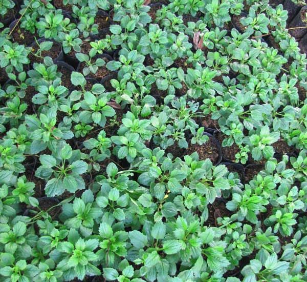 cách trồng và chăm sóc Cúc magic đỏ trắng 3 những cây hoa cúc non phát triển