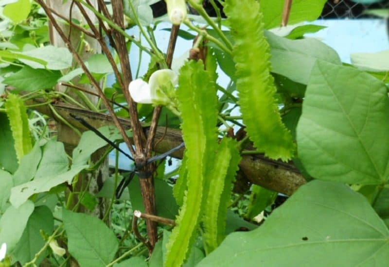 Cách trồng và chăm sóc đậu rồng 3 Hạt giống đậu rồng