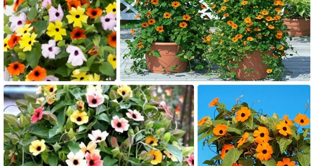 cách trồng và chăm sóc hoa Ánh Dương 4 chậu hoa ánh dương