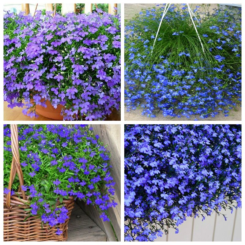 Cách trồng và chăm sóc hoa cúc Lobelia 1 cây hoa Lobelia xinh đẹp