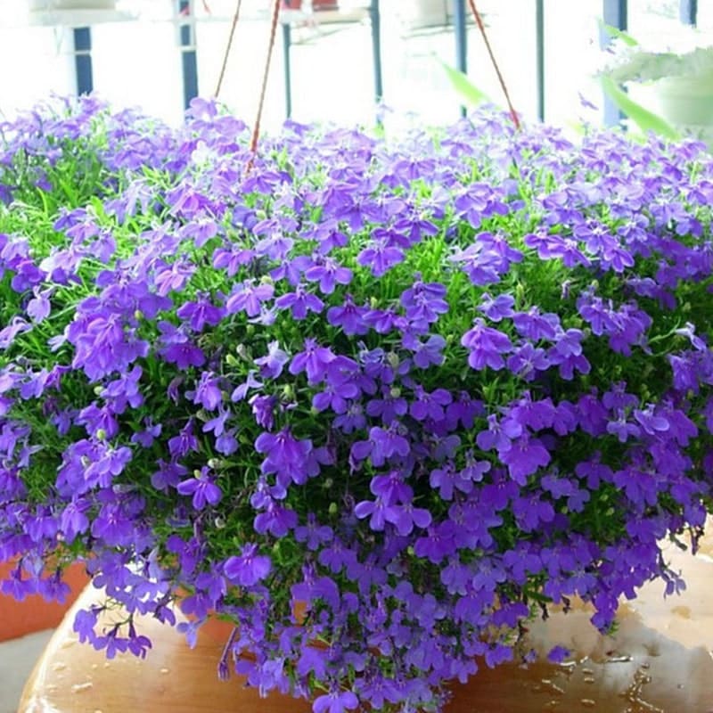 Cách trồng và chăm sóc hoa cúc Lobelia 3 Cách trồng và chăm sóc hoa cúc Lobelia