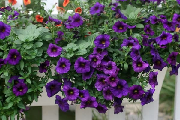 Cách trồng hoa dạ yến thảo đơn giản tại nhà 6 hoa dạ yến thảo màu tím