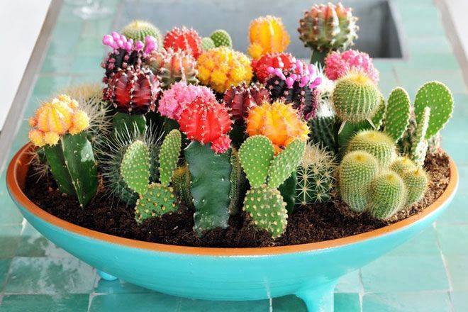 Cách trồng và chăm sóc xương rồng mix 2 Kỹ thuật gieo trồng giống xương rồng mix