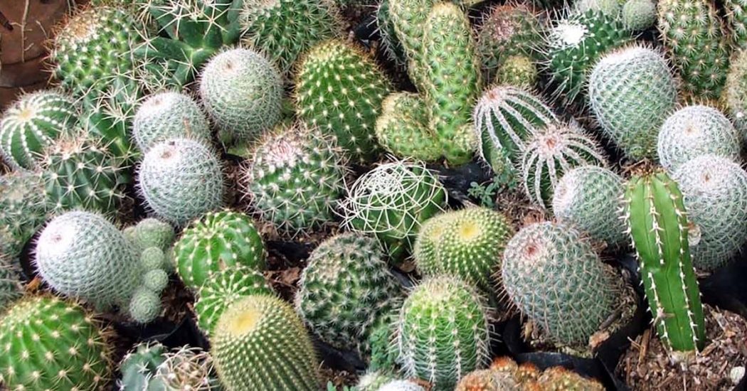 Cách trồng và chăm sóc xương rồng mix 1 Cách trồng và chăm sóc xương rồng mix