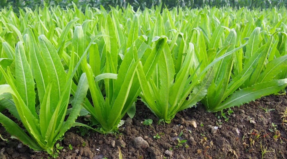 Cách trồng và chăm sóc rau diếp tây ( diếp thơm) 3 rau diếp tây cho thu hoạch rộng rãi