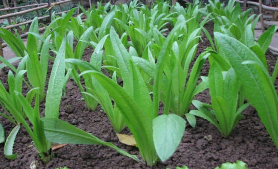 Cách trồng và chăm sóc rau diếp tây ( diếp thơm) 1 rau diếp tây