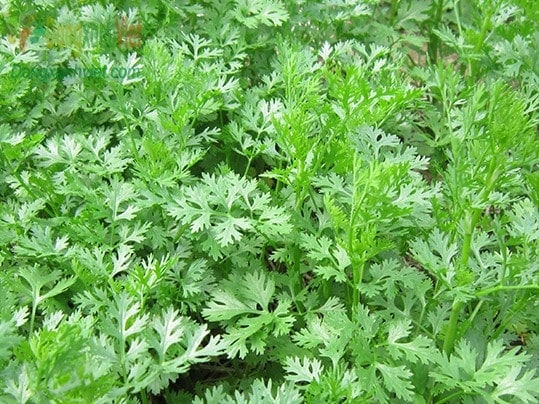 Thời vụ trồng rau mùi đạt năng xuất cao 1 Thời vụ trồng rau mùi đạt năng xuất cao
