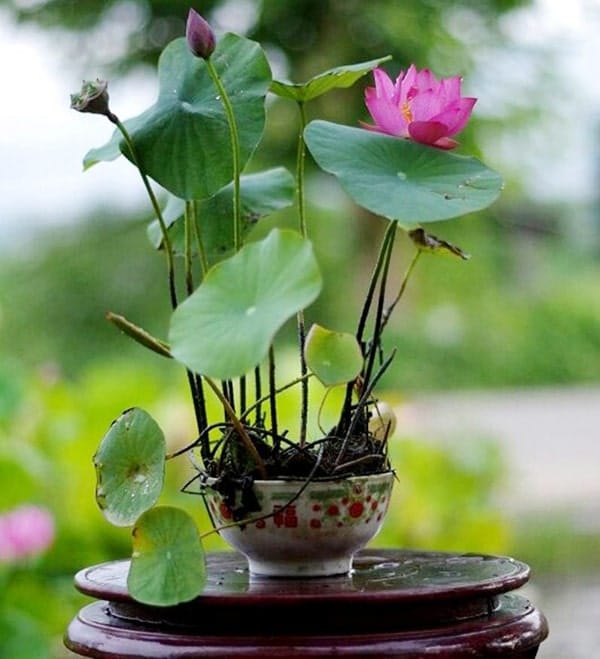 Cách trồng và chăm sóc sen nhật mini 2 TRỒNG HẠT GIỐNG SEN MINI NHẬT