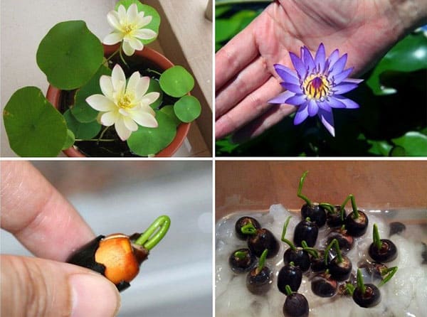 Cách trồng và chăm sóc sen nhật mini 1 Cách trồng và chăm sóc sen nhật mini