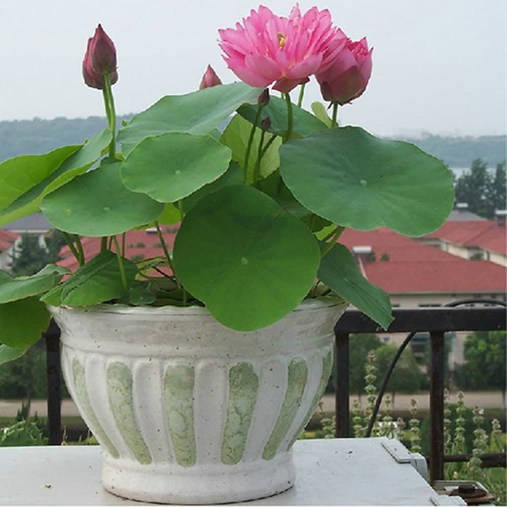 Cách trồng và chăm sóc sen nhật mini 3 những cây sen nhật