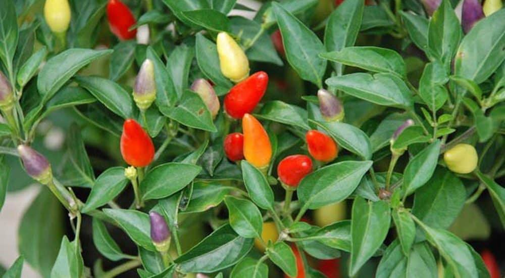 Cách trồng và chăm sóc ớt ngũ sắc bảy màu 6 cây ớt ngũ sắc phát triển khỏe mạnh