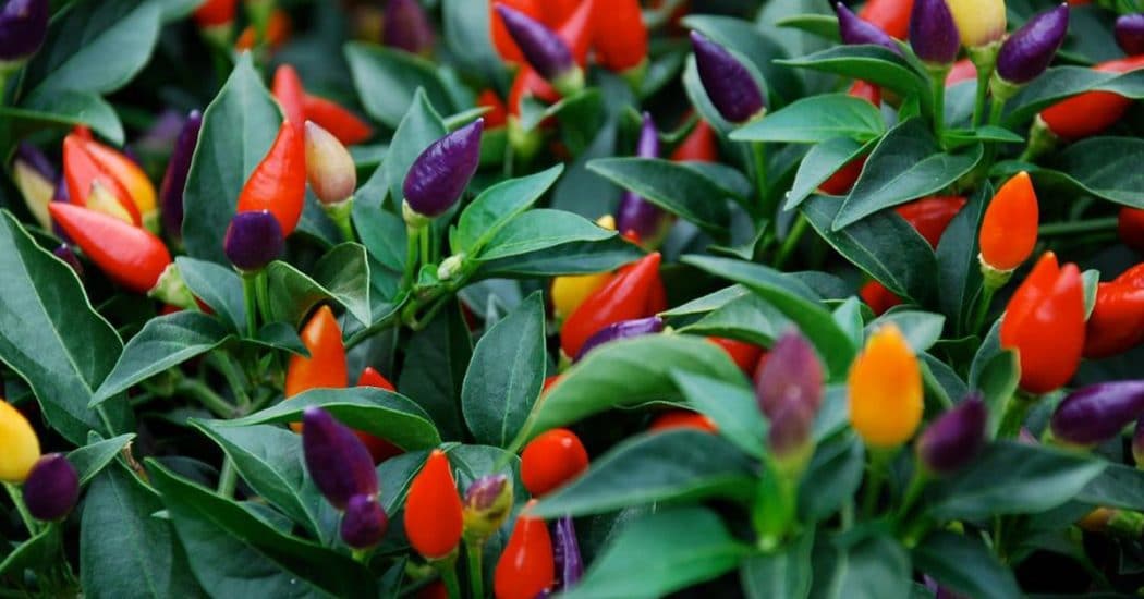 Cách trồng và chăm sóc ớt ngũ sắc bảy màu 4 Cách gieo trồng Hạt giống quả ớt ngũ sắc