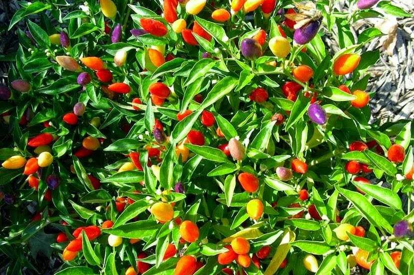 Cách trồng và chăm sóc ớt ngũ sắc bảy màu 3 Cách gieo trồng Hạt giống quả ớt ngũ sắc