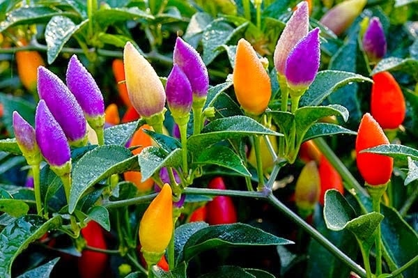 Cách trồng và chăm sóc ớt ngũ sắc bảy màu 1 Cách trồng và chăm sóc ớt ngũ sắc bảy màu