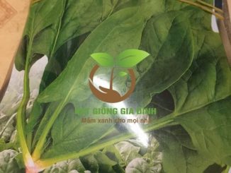Thời vụ trồng rau cải bó xôi cho năng xuất cao 8 rau cai bo xoi chiu nhiet