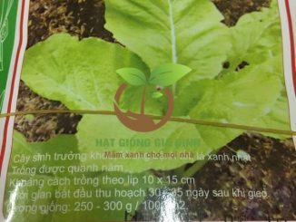 Thời vụ trồng rau cải ít sâu bệnh 6 rau cai mo lun