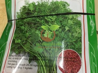Thời vụ trồng rau mùi đạt năng xuất cao 7 rau mui chiu nhiet