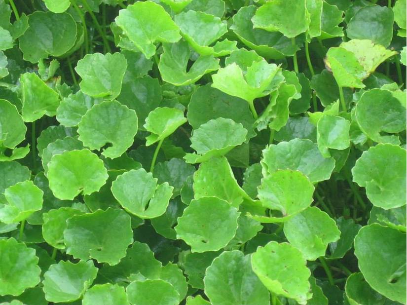 Các loại bệnh thường gặp trên cây rau má và cách phòng tránh 1 cây rau má