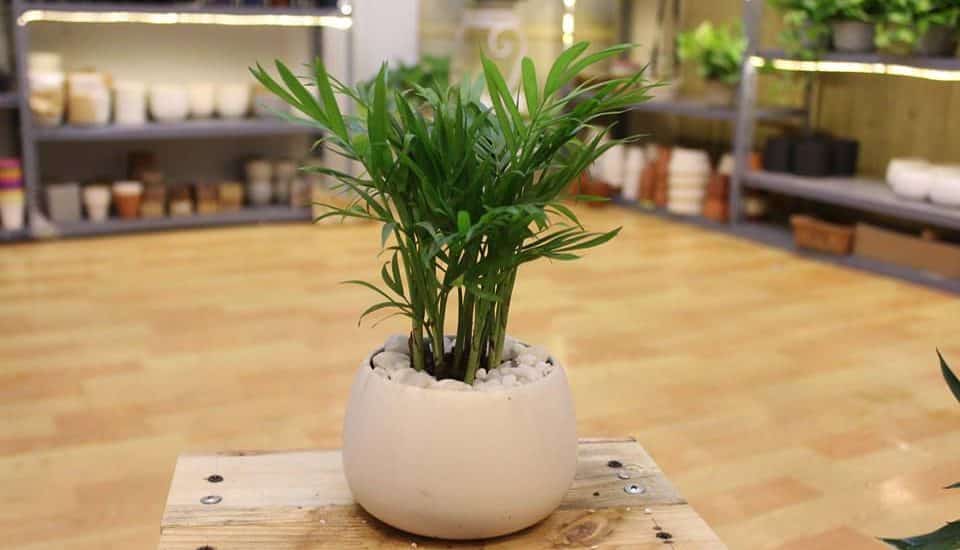 Tuổi canh thân hợp cây gì-tuổi canh thân trồng cây gì trong nhà 1 tuổi canh thân hợp cây gì