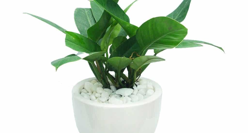 Tuổi canh thân hợp cây gì-tuổi canh thân trồng cây gì trong nhà 2 tuổi canh thân trồng cây gì trong nhà