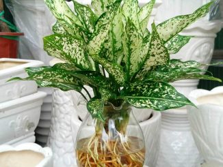 Tuổi canh thân hợp cây gì-tuổi canh thân trồng cây gì trong nhà 1 cay canh 4 min