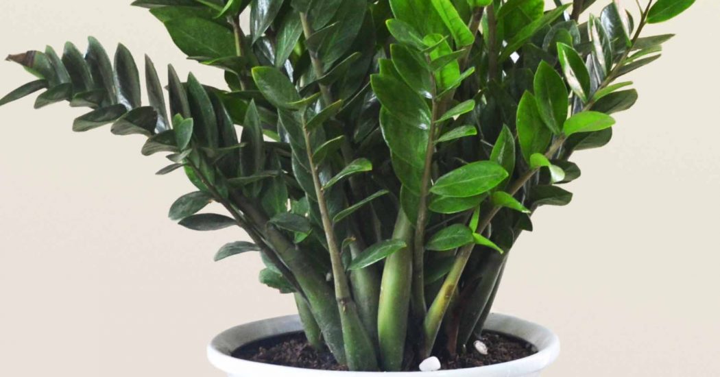 Tuổi canh ngọ hợp với cây cảnh gì? cây hợp tuổi ngọ 4 tuổi bính ngọ 1966 hợp cây gì