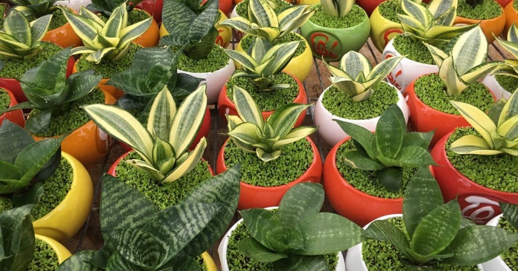 Tuổi canh ngọ hợp với cây cảnh gì? cây hợp tuổi ngọ 6 tuổi canh ngọ hợp với cây gì để bàn làm việc