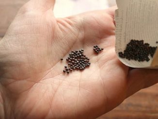 Quy trình gieo trồng hạt giống rau ăn lá 3 gieo trong rau sach 2