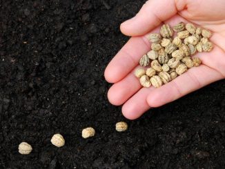Vì sao hạt giống không nảy mầm và những nguyên nhân 4 gieo trong rau sach 3
