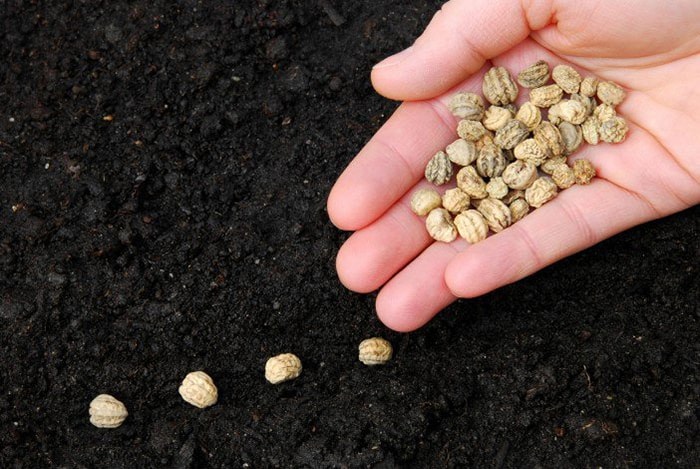 Quy trình gieo trồng hạt giống rau ăn lá 3 Quy trình gieo trồng hạt giống rau ăn lá