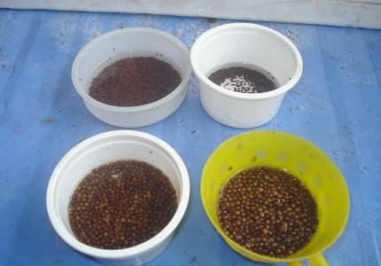 Các bước xử lý hạt giống trước khi gieo trồng đạt năng xuất cao 2 Các bước xử lý hạt giống trước khi gieo trồng đạt năng xuất