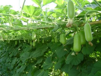Thời vụ trồng bầu miền bắc cho năng xuất cao 10 hat giong bau 2 min