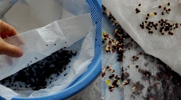 Cách trồng rau mầm trên giấy ăn cho năng xuất cao 2 Sau đây là cách trồng rau mầm bằng giấy ăn tại nhà