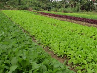 Mùa vụ trồng rau miền bắc- lịch trồng rau theo mùa vụ 1 Mùa vụ trồng rau miền bắc- lịch trồng rau theo mùa vụ