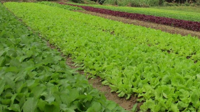 Mùa vụ trồng rau miền bắc- lịch trồng rau theo mùa vụ Mùa vụ trồng rau miền bắc- lịch trồng rau theo mùa vụ