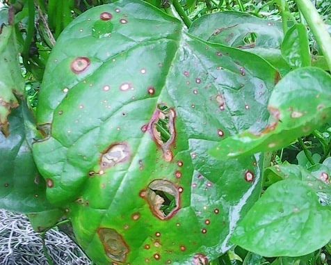 1 Bệnh trên cây rau mồng tơi và cách phòng trừ sâu bệnh