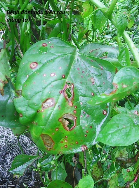 Bệnh trên cây rau mồng tơi và cách phòng trừ sâu bệnh 1 bệnh đốm nâu trên cây mồng tơi Bệnh trên cây rau mồng tơi và cách phòng trừ sâu bệnh