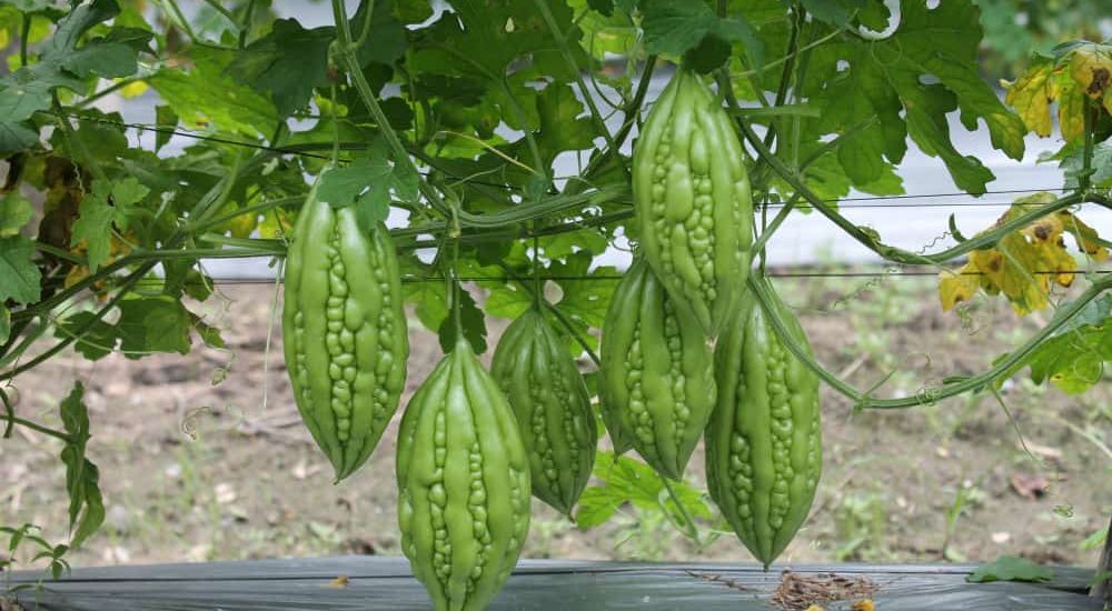 18 loại rau củ quả trồng thích hợp cho tháng 6, 7, 8 dễ trồng nhất 16 Mướp đắng