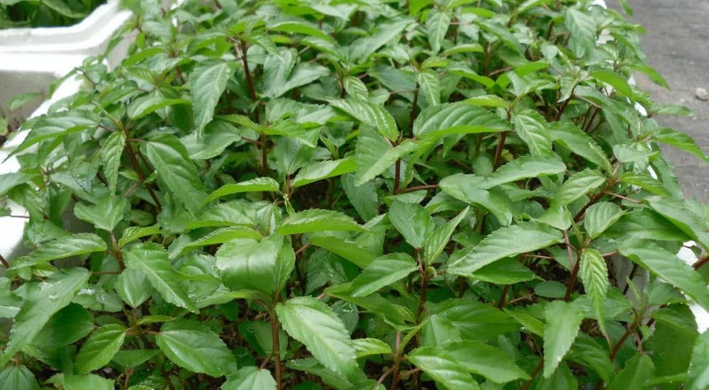 18 loại rau củ quả trồng thích hợp cho tháng 6, 7, 8 dễ trồng nhất 15 Rau đay
