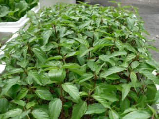 18 loại rau củ quả trồng thích hợp cho tháng 6, 7, 8 dễ trồng nhất 2 rau 15 min