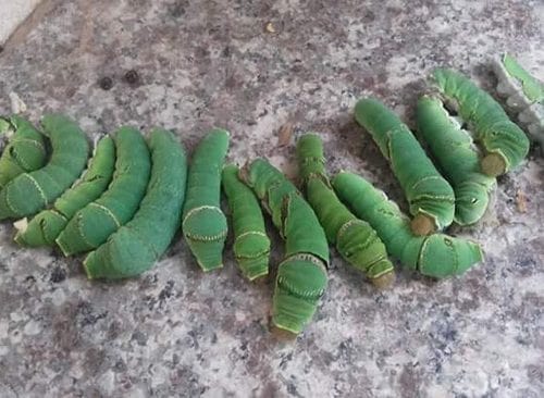 Bệnh trên cây rau mồng tơi và cách phòng trừ sâu bệnh 2 Sâu xanh ăn lá trên cây mồng tơi
