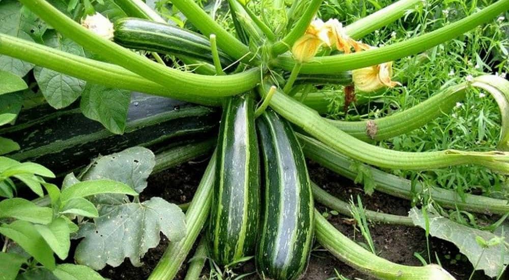 18 loại rau củ quả trồng thích hợp cho tháng 6, 7, 8 dễ trồng nhất 12 Bí ngòi