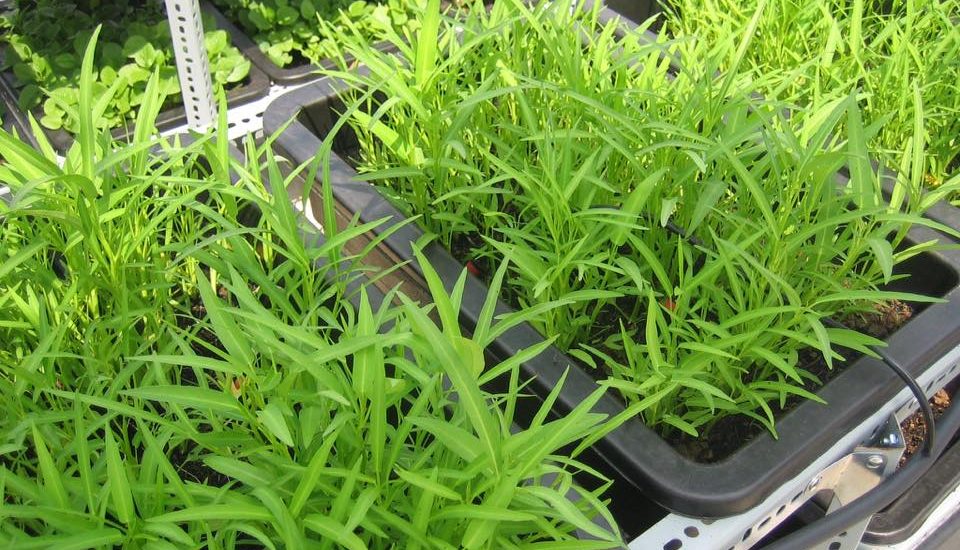 Các loại bệnh thường gặp trên cây rau muống và cách phòng trừ sâu bệnh 2 Bệnh vàng lá trên cây rau muống