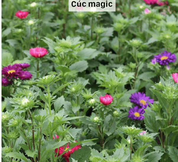 cách trồng và chăm sóc Cúc magic đỏ trắng 4 magic nở hoa khoe sắc mọi nơi