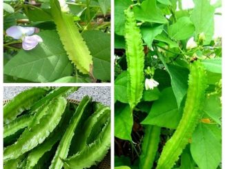 Cách trồng và chăm sóc đậu rồng 9 hat giong dau rong 2 min
